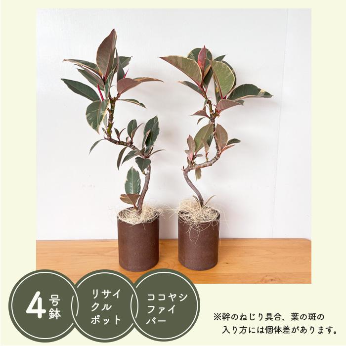 日本花キ流通 観葉植物 フィカス ティネケ ねじり 4号鉢 送料無料