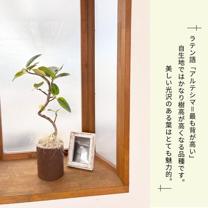 日本花キ流通 観葉植物 フィカス アルテシマ ねじり 4号鉢 送料無料