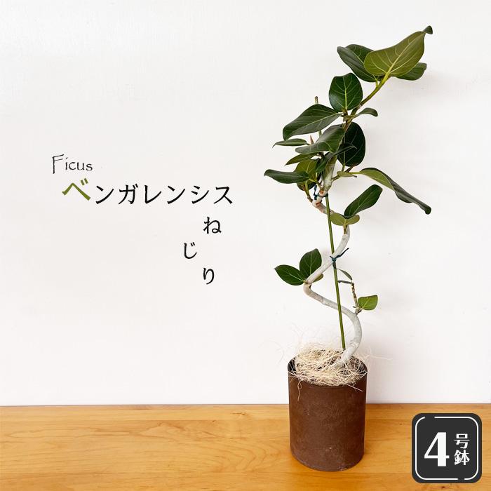 日本花キ流通 観葉植物 フィカス ベンガレンシス ねじり 4号鉢 送料