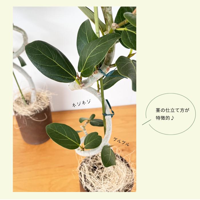 日本花キ流通 観葉植物 フィカス ベンガレンシス ねじり 4号鉢 送料
