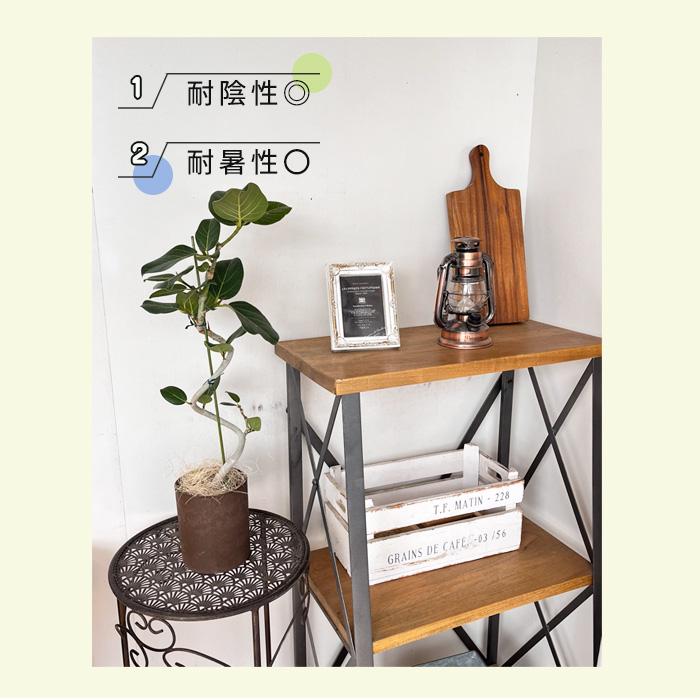 日本花キ流通 観葉植物 フィカス ベンガレンシス ねじり 4号鉢 送料