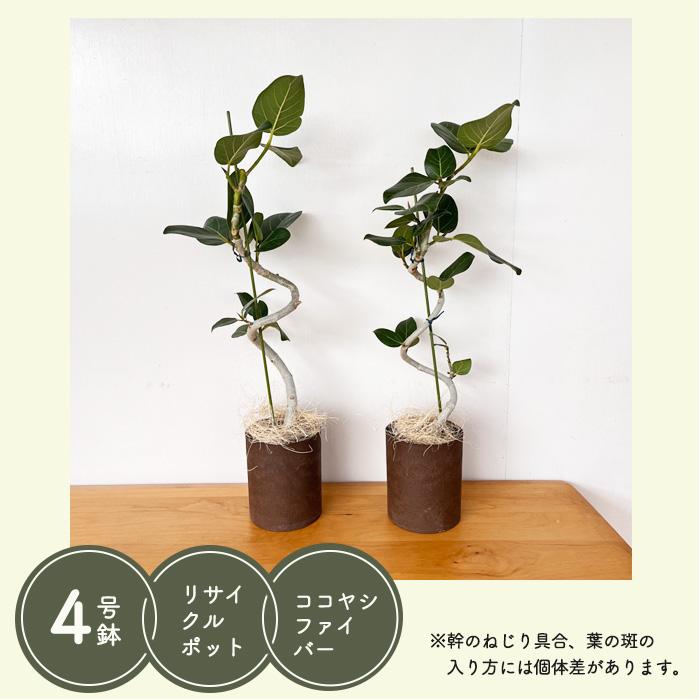 日本花キ流通 観葉植物 フィカス ベンガレンシス ねじり 4号鉢 送料