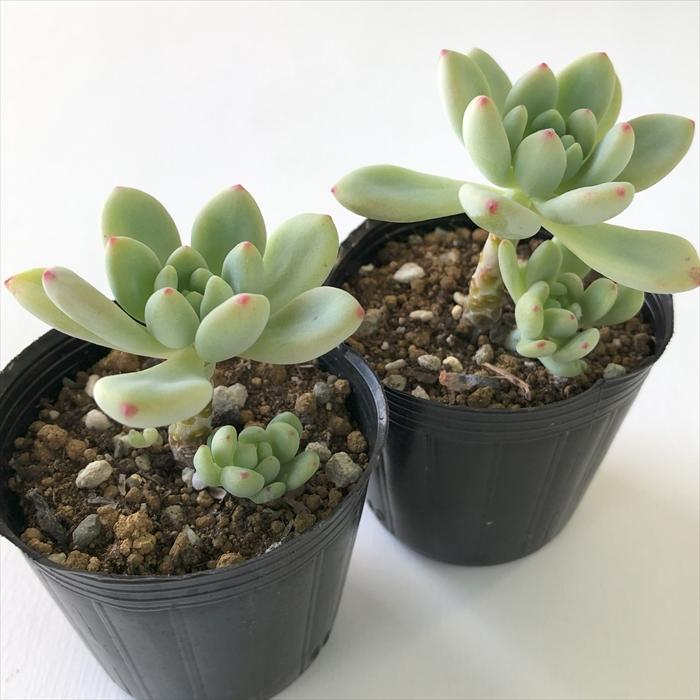 日本花キ流通 多肉植物 hmセダム オレンジボール 多肉植物 セダム 6cm