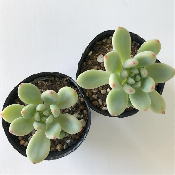 日本花キ流通 多肉植物 hmセダム オレンジボール 多肉植物 セダム 6cm