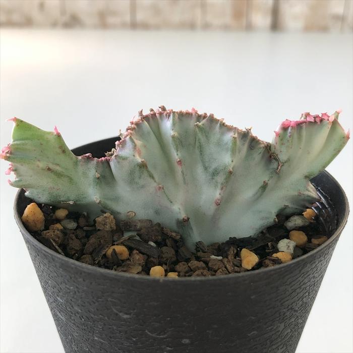 日本花キ流通 多肉植物 caユーフォルビア ラクテア 綴化 多肉植物