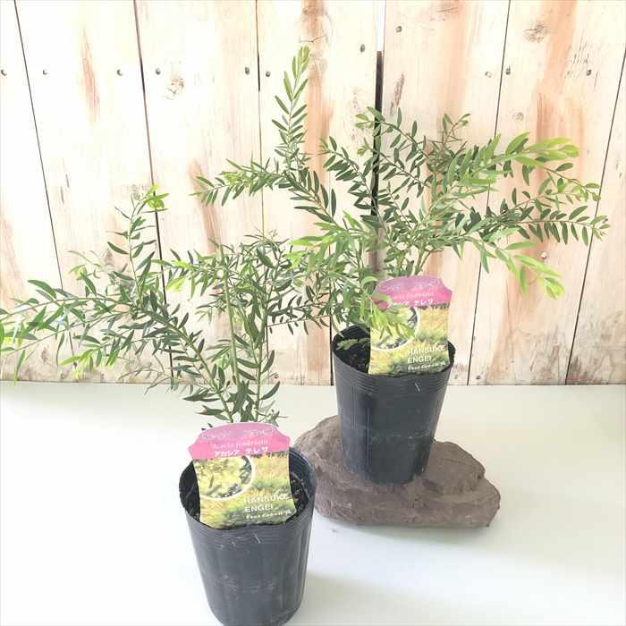 日本花キ流通 アカシア テレサ 10.5cmポット 矮性種 庭木 苗木 花木