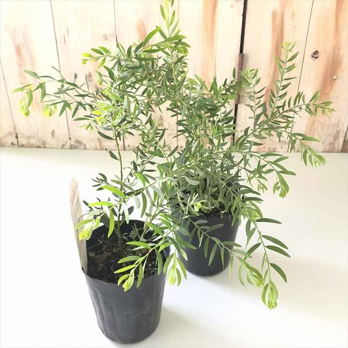 日本花キ流通 アカシア テレサ 10.5cmポット 矮性種 庭木 苗木 花木