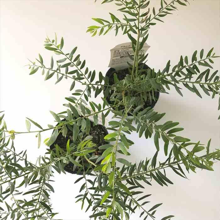 ③*:ஐアカシアの中で最もコンパクトな矮性種*ஐアカシア・苗木【テレサ】8号・苗 ③*:ஐアカシアの中で最もコンパクトな矮性種*ஐアカシア・苗木