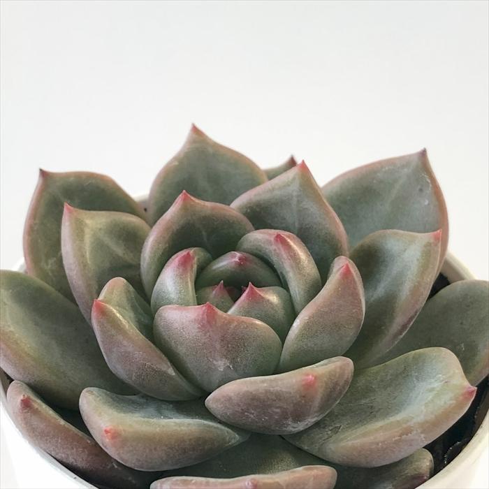 日本花キ流通 多肉植物 hmエケベリア シャーロット 多肉植物