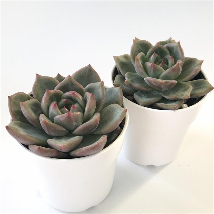 日本花キ流通 多肉植物 hmエケベリア シャーロット 多肉植物