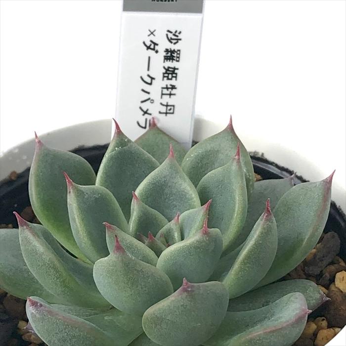 多肉植物 yukエケベリア 沙羅姫牡丹×ダークパメラ 優木園さんの苗 送料
