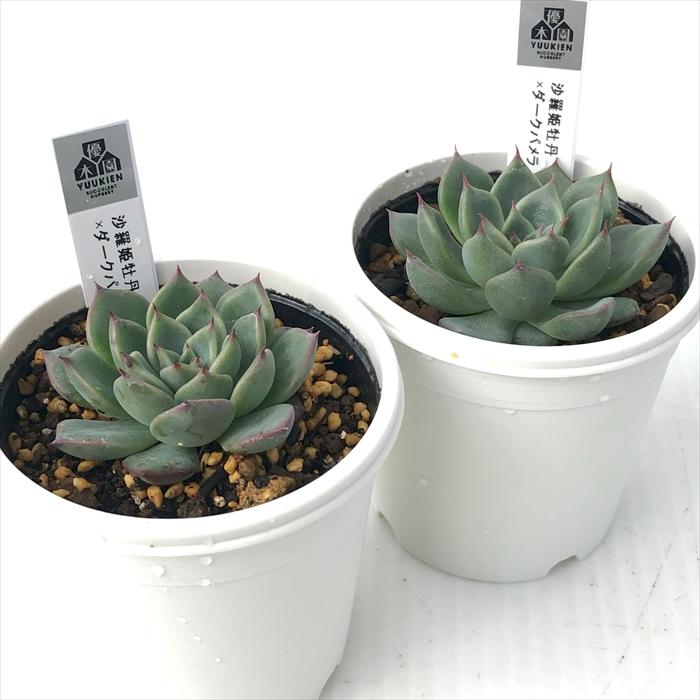 多肉植物 yukエケベリア 沙羅姫牡丹×ダークパメラ 優木園さんの苗 送料
