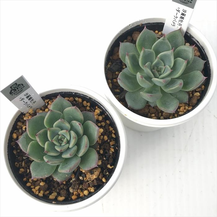 多肉植物 yukエケベリア 沙羅姫牡丹×ダークパメラ 優木園さんの苗 送料