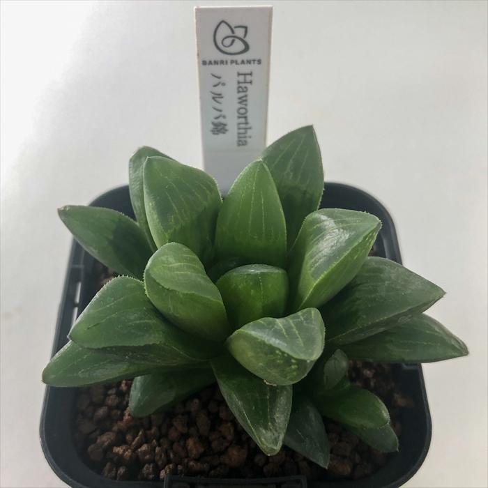 多肉植物 bphハオルチア パルバ錦 7.5cmポット : フラワーネット 多肉植物 bphハオルチア パルバ錦 7.5cmポット : フラワーネット