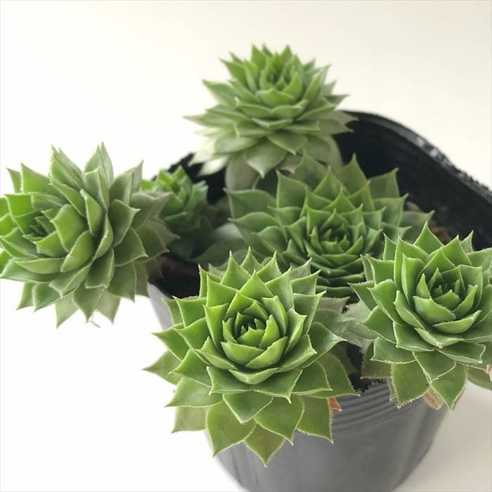 センペルビウム　ケリージョー 日本花キ流通 多肉植物 sfセンペルビウム ゲイジャスター 7.5cmポット