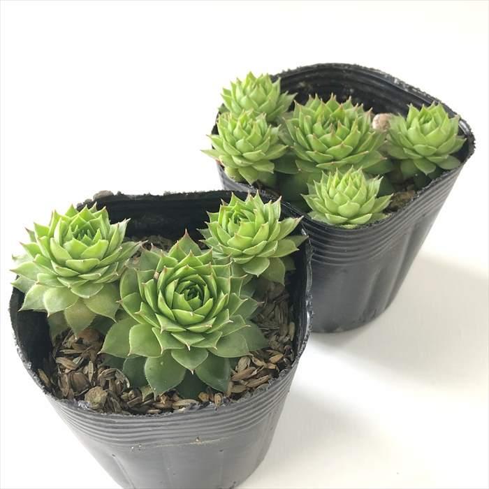日本花キ流通 多肉植物 sfセンペルビウム ゲイジャスター 7.5cmポット