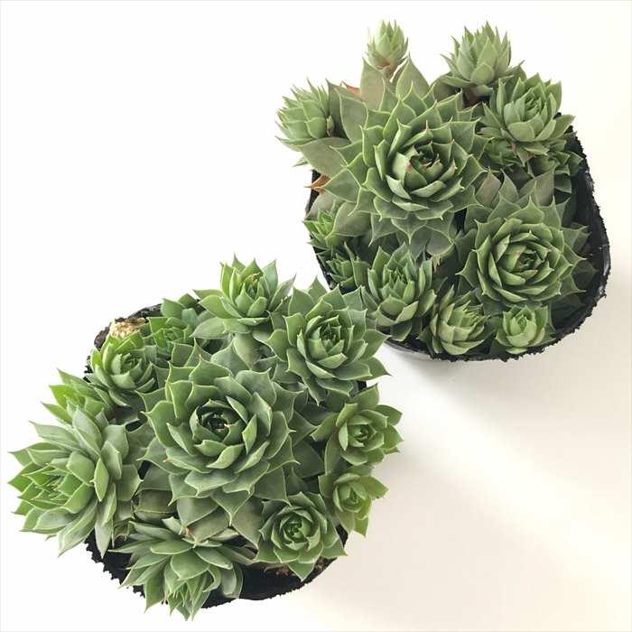 日本花キ流通 多肉植物 sfセンペルビウム コムトディコンゲ 7.5cm