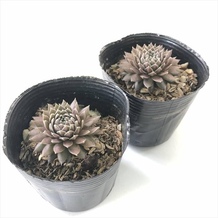 日本花キ流通 多肉植物 sfセンペルビウム ヌーボーパステル 7.5cm