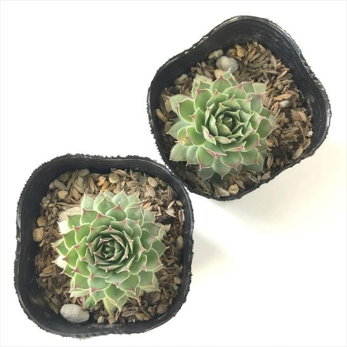 日本花キ流通 多肉植物 sfセンペルビウム ファイヤーバード 7.5