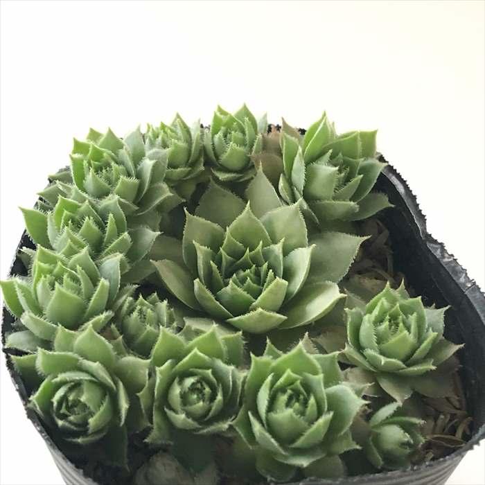 日本花キ流通 多肉植物 sfセンペルビウム ブラウニー 7.5cm 日本花キ流通 多肉植物 sfセンペルビウム ブラウニー 7.5cm