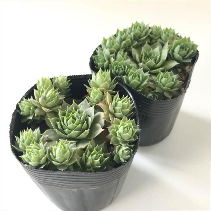 日本花キ流通 多肉植物 sfセンペルビウム ブラウニー 7.5cmポット 