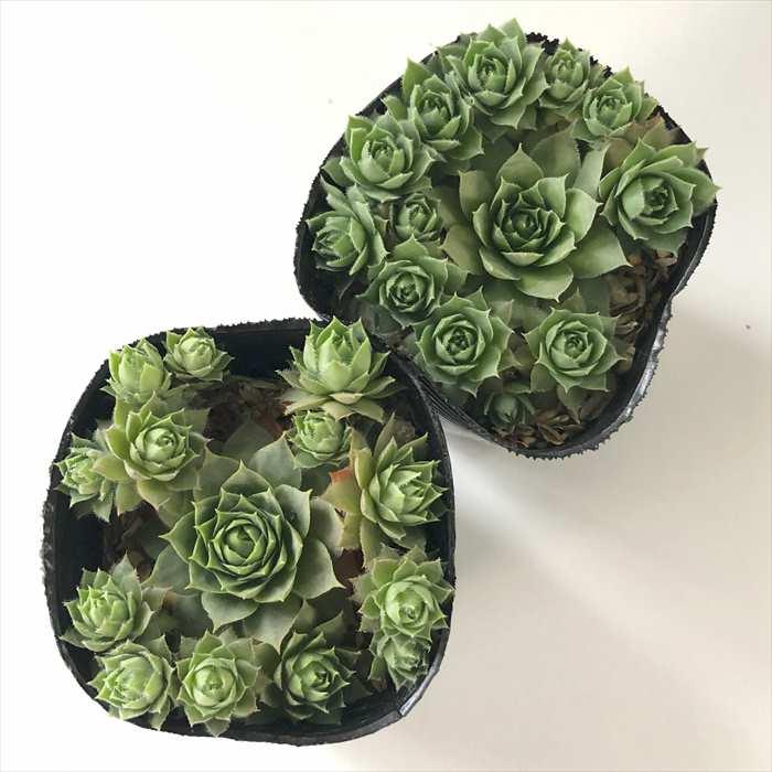 日本花キ流通 多肉植物 sfセンペルビウム ブラウニー 7.5cmポット 