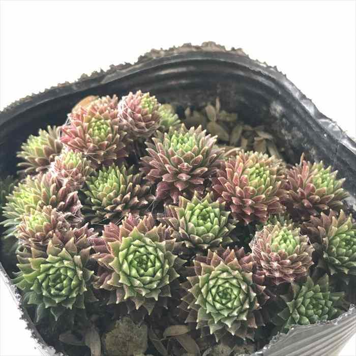 日本花キ流通 多肉植物 sfセンペルビウム ブラウンアイ 7.5cmポット