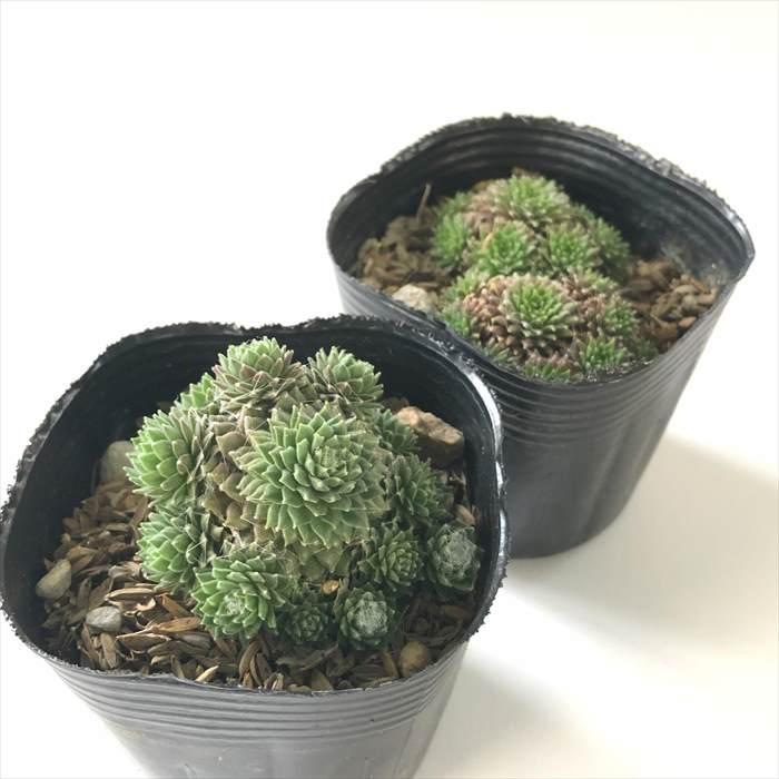 日本花キ流通 多肉植物 sfセンペルビウム ブラウンアイ 7.5cmポット