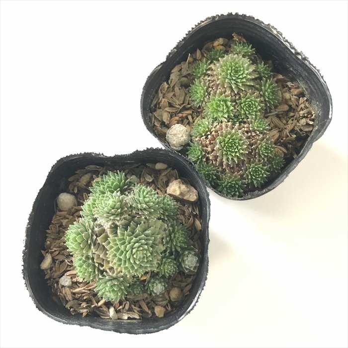 日本花キ流通 多肉植物 sfセンペルビウム ブラウンアイ 7.5cmポット