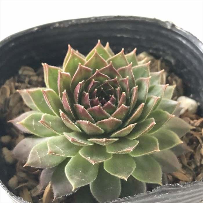 ブラックミニ センペルビウム 抜き苗 【公式通販】