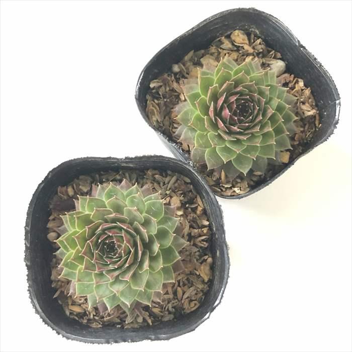 日本花キ流通 多肉植物 sfセンペルビウム ブラックミニ 7.5cmポット