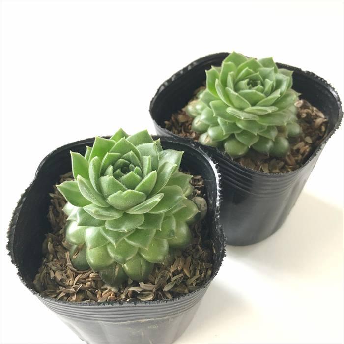 日本花キ流通 多肉植物 sfセンペルビウム ホイットニー 7.5cmポット