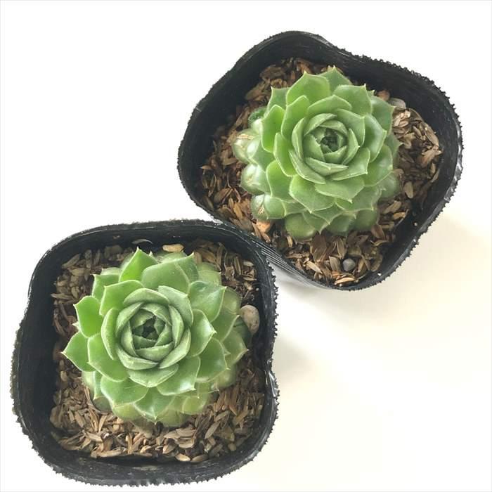 日本花キ流通 多肉植物 sfセンペルビウム ホイットニー 7.5cmポット