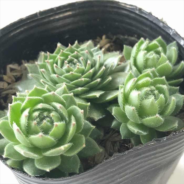 日本花キ流通 多肉植物 sfセンペルビウム メラニー 7.5cmポット
