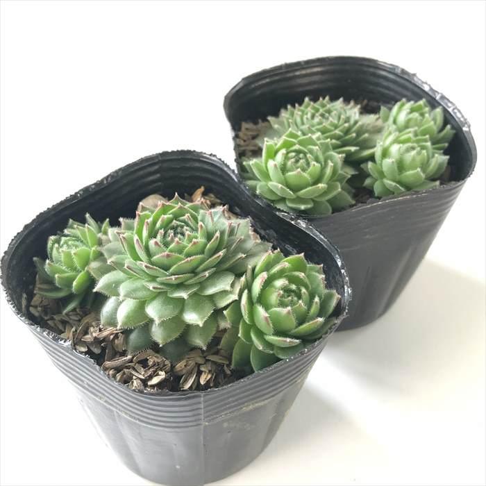 日本花キ流通 多肉植物 sfセンペルビウム メラニー 7.5cmポット
