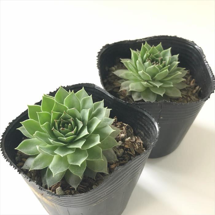 日本花キ流通 多肉植物 sfセンペルビウム リンボ 7.5cmポット
