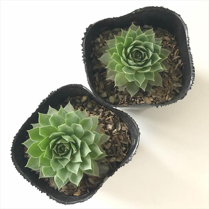 日本花キ流通 多肉植物 sfセンペルビウム リンボ 7.5cmポット