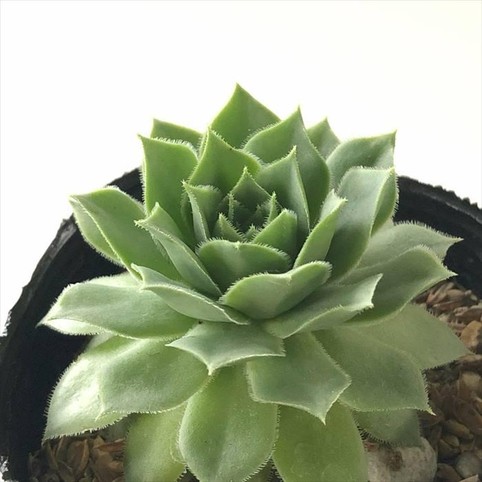 日本花キ流通 多肉植物 sfセンペルビウム ロブスツム 7.5cmポット