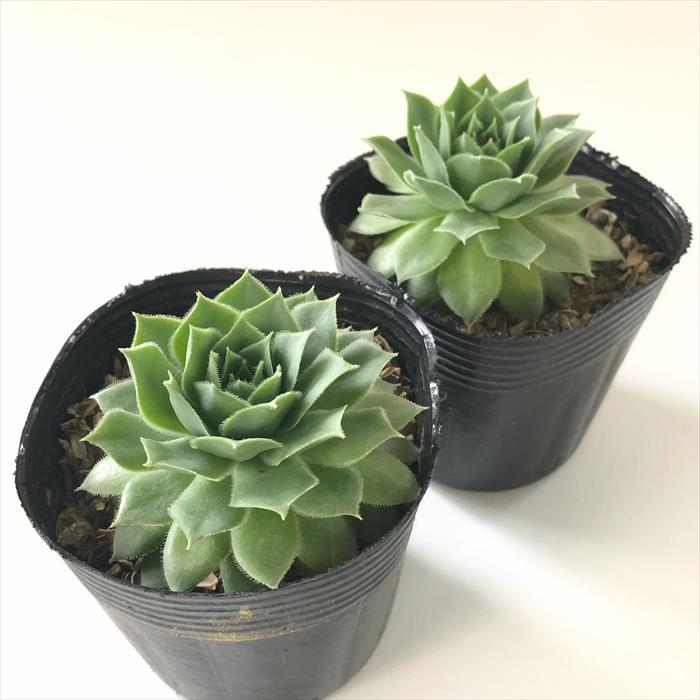 rocoさん専用　センペルビウムセット⑨ 日本花キ流通 多肉植物 sfセンペルビウム ロブスツム 7.5cmポット