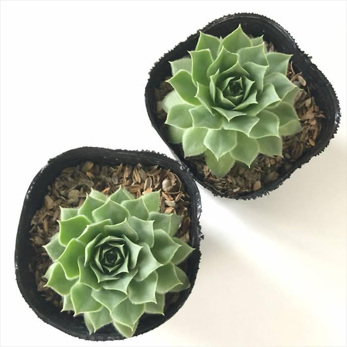 日本花キ流通 多肉植物 sfセンペルビウム ロブスツム 7.5cmポット