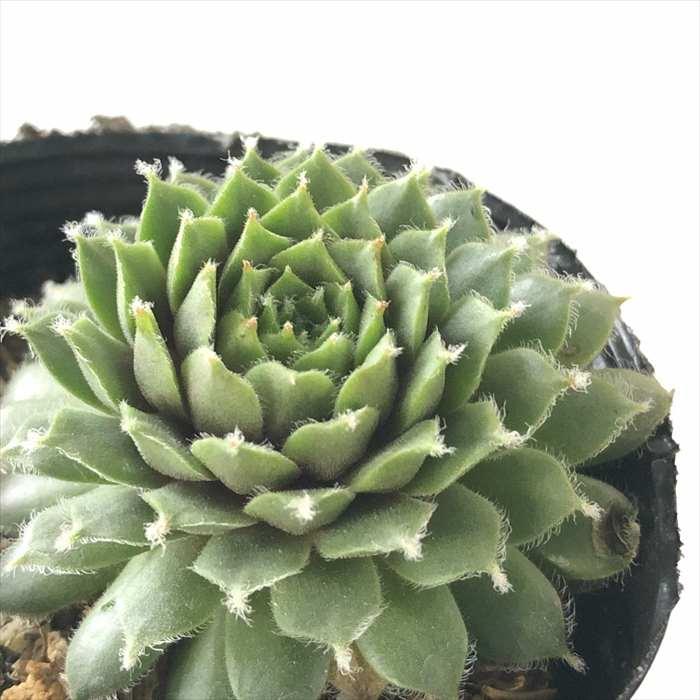 日本花キ流通 多肉植物 sfセンペルビウム 大紅巻絹 7.5cmポット
