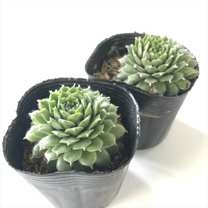 日本花キ流通 多肉植物 sfセンペルビウム 大紅巻絹 7.5cmポット