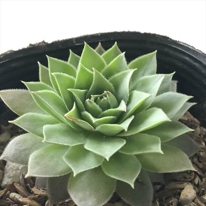 日本花キ流通 多肉植物 sfセンペルビウム 上海ローズ 7.5cmポット