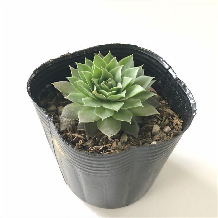 日本花キ流通 多肉植物 sfセンペルビウム 上海ローズ 7.5cmポット