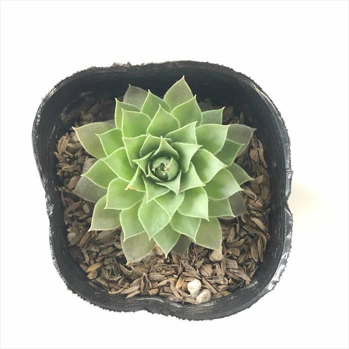 日本花キ流通 多肉植物 sfセンペルビウム 上海ローズ 7.5cmポット
