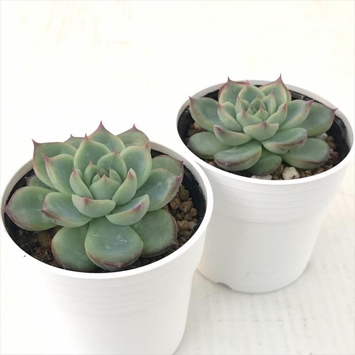 日本花キ流通 多肉植物 hxエケベリア リラシナ×プリドニス 多肉植物