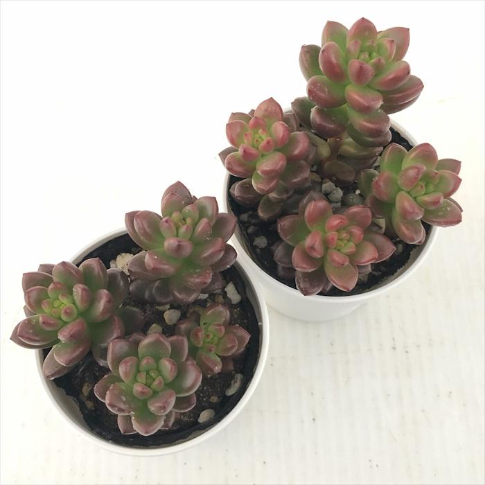 日本花キ流通 多肉植物 hmグラプトペタルム トップアンドスター グラプトペタルム 6cmポット : フラワーネット日本花キ流通 - 通販 - Yahoo!ショッピング 日本花キ流通 多肉植物 hmグラプトペタルム トップアンドスター グラプトペタルム 6cmポット : フラワーネット日本花キ流通 - 通販 - Yahoo!ショッピング