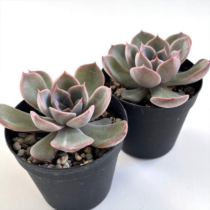 日本花キ流通 多肉植物 skエケベリア リンゼアナ×ルシンダ 多肉植物