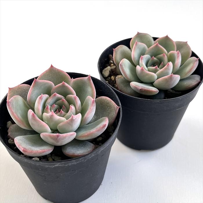 129. 多肉植物 キャラリアン 830円【抜き苗】 キャラリアン 多肉植物 エケベリア 多肉植物 Roots 通販