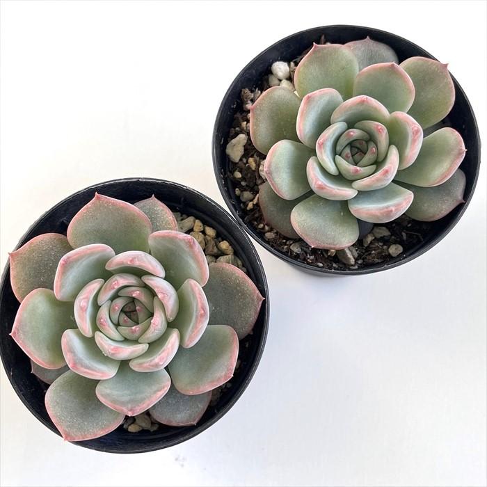 日本花キ流通 多肉植物 skエケベリア キャラリアン 多肉植物